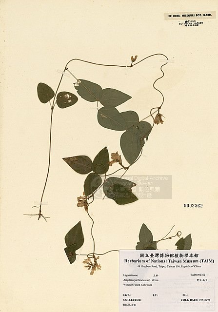 Ʀƪ󳥤 ]TAIM-H002362^<br>ǦWGAmphicarpaea bracteata (L.) Fernald subsp. edgeworthii (Benth.) Ohashi var. japonica (Oliver) Ohashi