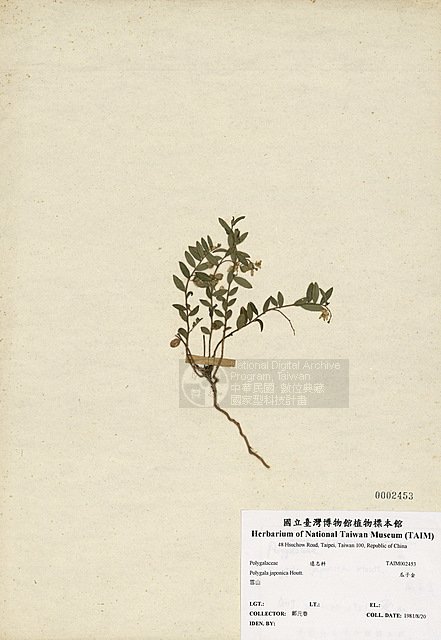 Ʀƪʤl ]TAIM-H002453^<br>ǦWGPolygala japonica Houtt.