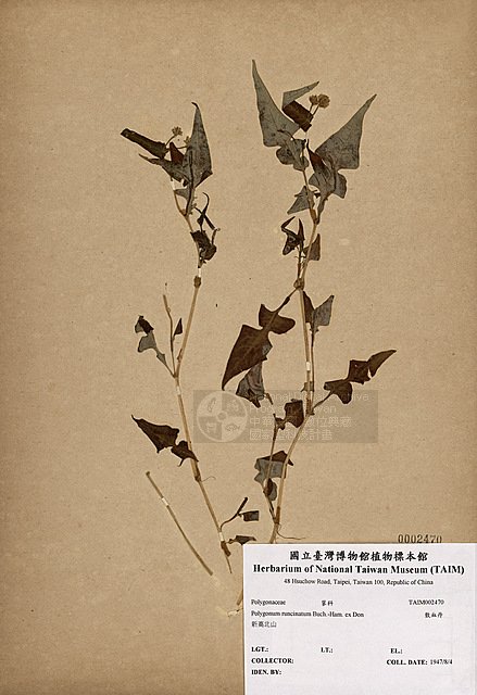 Ʀƪ󴲦夦 ]TAIM-H002470^<br>ǦWGPolygonum runcinatum Buch.-Ham. ex D. Don