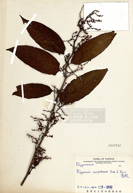 Ʀƪ ]TAIM-H002510^<br>ǦWGPolygonum cuspidatum Sieb. & Zucc.