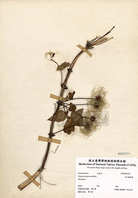 Ʀƪ󰪤sKu ]TAIM-H002578^<br>ǦWGClematis tsugetorum Ohwi