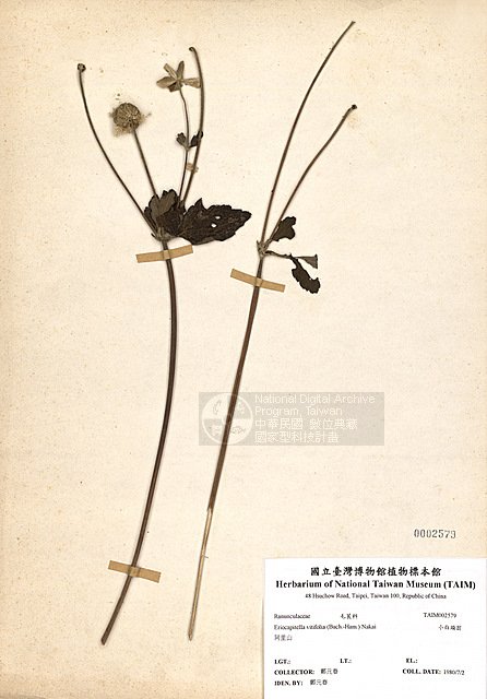 ƦƪpY ]TAIM-H002579^<br>ǦWGAnemone vitifolia Buch.-Ham. ex DC.