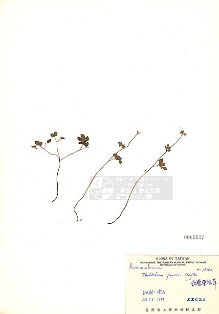 ƦƪOWQ ]TAIM-H002587^<br>ǦWGThalictrum fauriei Hayata