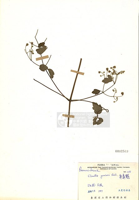 Ʀƪspb ]TAIM-H002589^<br>ǦWGClematis gouriana Roxb.