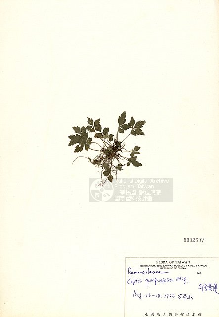 ƦƪOW ]TAIM-H002597^<br>ǦWGCoptis quinquefolia Mig