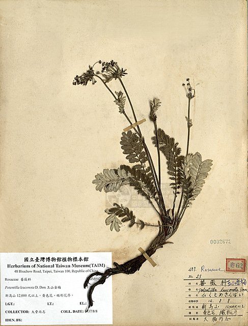 Ʀƪɤs ]TAIM-H002672^<br>ǦWGPotentilla leuconota Don var. morrisonicola Hayata