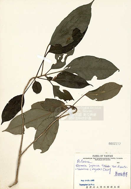 Ʀƪ߯ ]TAIM-H002777^<br>ǦWGSkimmia japonica Thunb. var. distincte-venulosa (Hayata) Chang