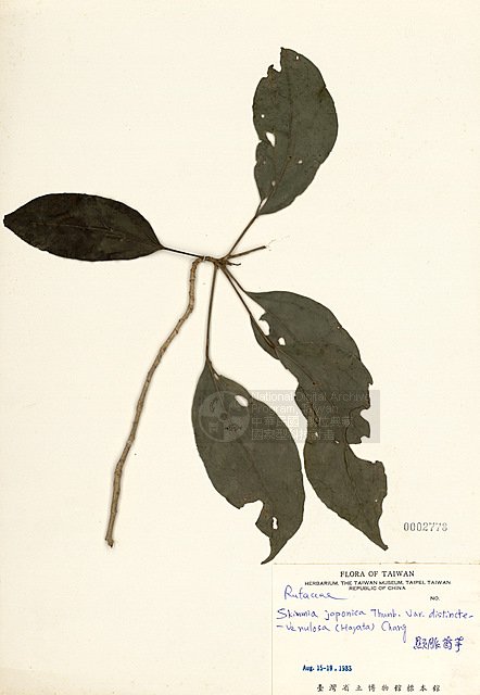 Ʀƪ߯ ]TAIM-H002778^<br>ǦWGSkimmia japonica Thunb. var. distincte-venulosa (Hayata) Chang