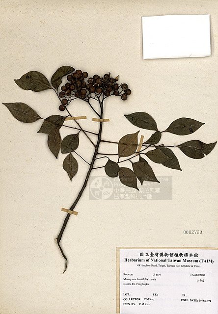 Ʀƪs ]TAIM-H002780^<br>ǦWGMurraya euchrestifolia Hayata