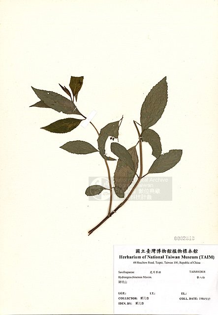 ƦƪؤKP ]TAIM-H002818^<br>ǦWGHydrangea chinensis Maxim.