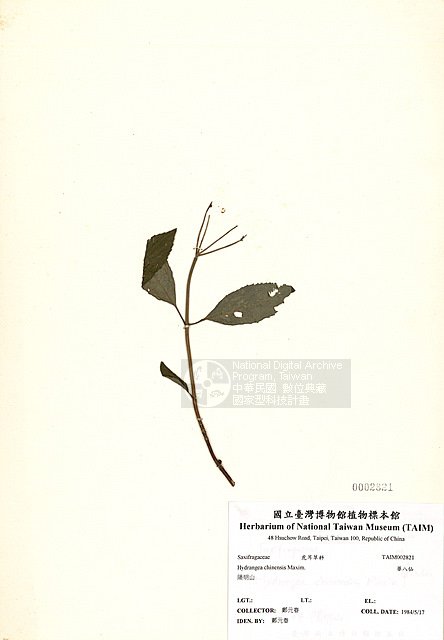 ƦƪؤKP ]TAIM-H002821^<br>ǦWGHydrangea chinensis Maxim.