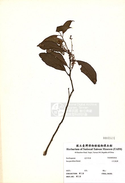 Ʀƪpṫ ]TAIM-H002824^<br>ǦWGItea parviflora Hemsl.