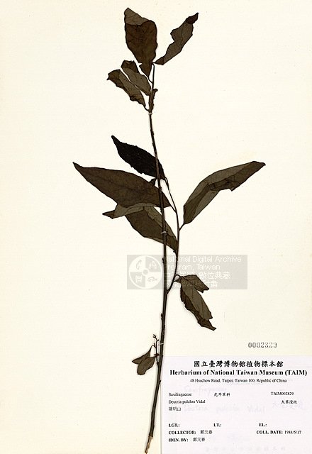 ƦƪjY ]TAIM-H002829^<br>ǦWGDeutzia pulchra Vidal