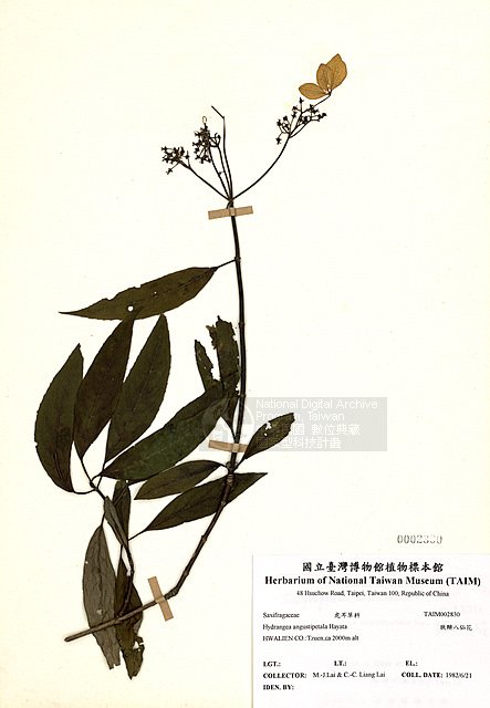 ƦƪUäKP ]TAIM-H002830^<br>ǦWGHydrangea angustipetala Hayata