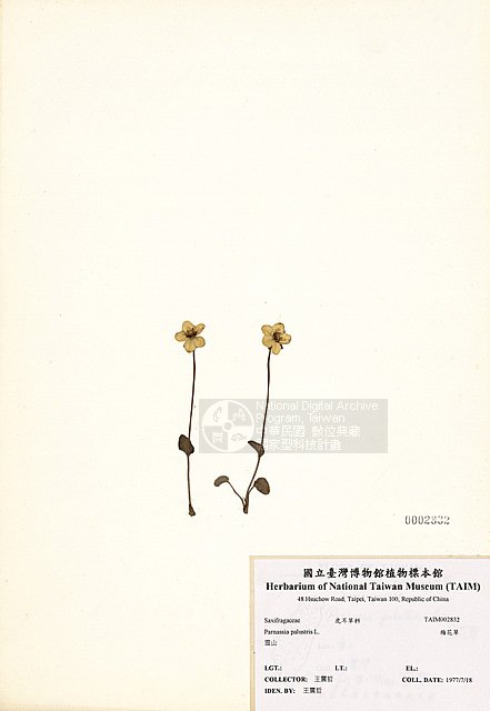 Ʀƪ ]TAIM-H002832^<br>ǦWGParnassia palustris L.