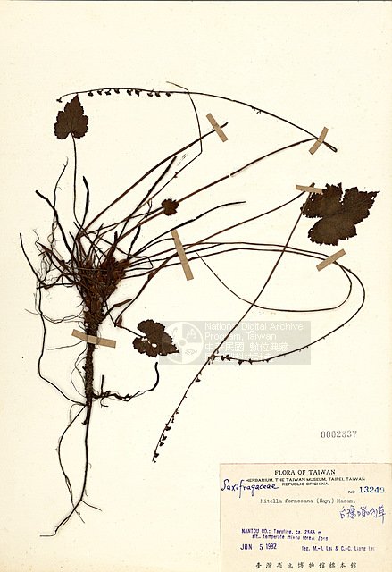 ƦƪOWԧo ]TAIM-H002837^<br>ǦWGMitella formosana (Hayata) Masamune