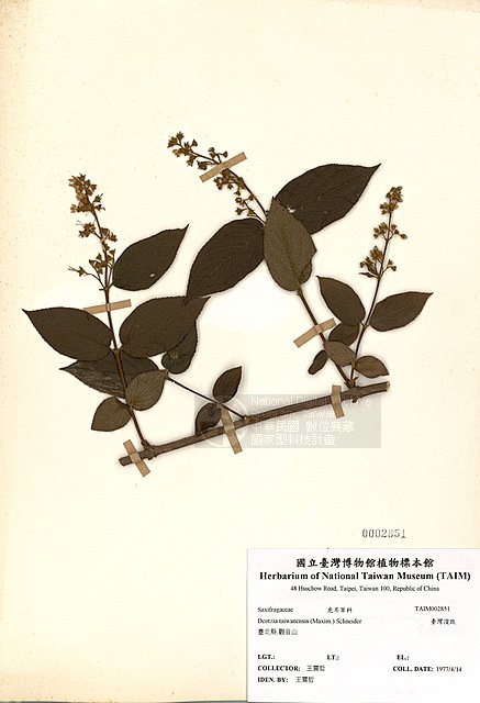 ƦƪOWY ]TAIM-H002851^<br>ǦWGDeutzia taiwanensis (Maxim.) Schneider