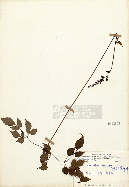 Ʀƪss ]TAIM-H002855^<br>ǦWGAstilbe macroflora Hayata