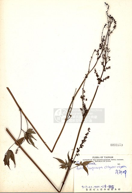 Ʀƪ󸨷s ]TAIM-H002859^<br>ǦWGAstilbe longicarpa (Hayata) Hayata