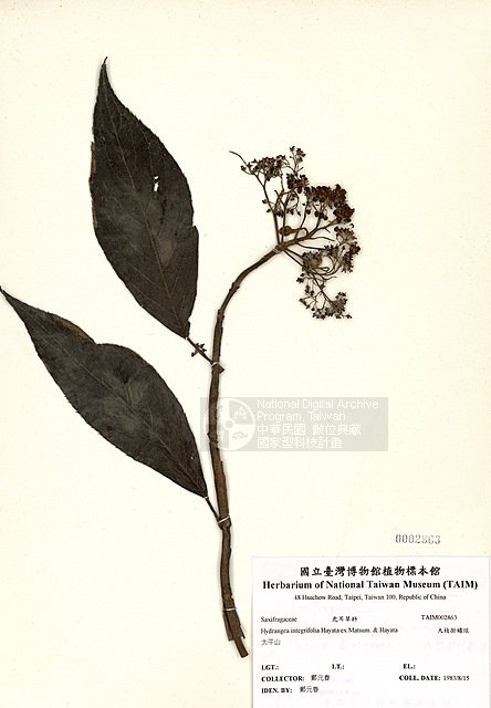 ƦƪjK¸y ]TAIM-H002863^<br>ǦWGHydrangea integrifolia Hayata ex Matsum. & Hayata