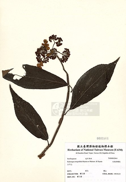 ƦƪjK¸y ]TAIM-H002864^<br>ǦWGHydrangea integrifolia Hayata ex Matsum. & Hayata