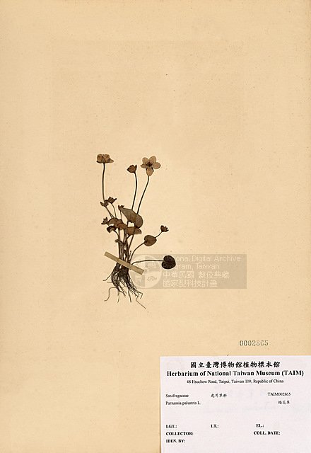 Ʀƪ ]TAIM-H002865^<br>ǦWGParnassia palustris L.