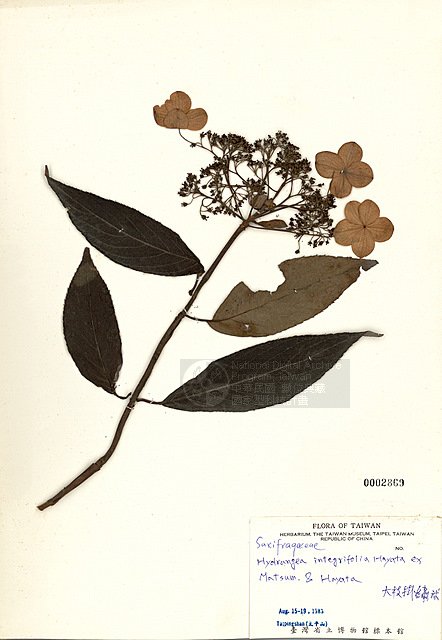 ƦƪjK¸y ]TAIM-H002869^<br>ǦWGHydrangea integrifolia Hayata ex Matsum. & Hayata