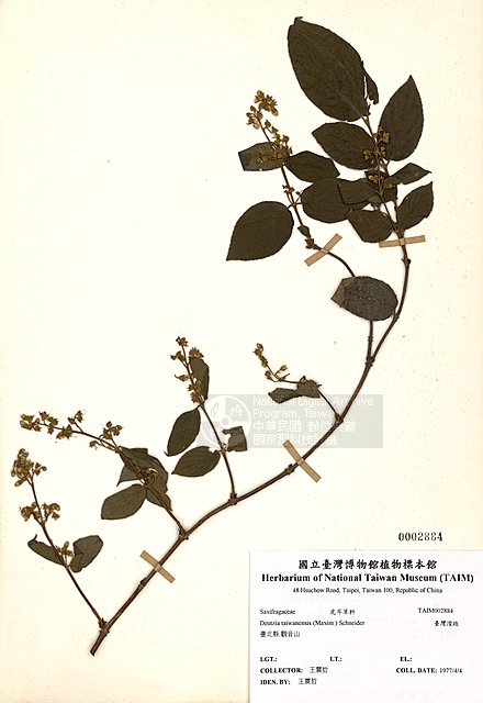 ƦƪOWY ]TAIM-H002884^<br>ǦWGDeutzia taiwanensis (Maxim.) Schneider