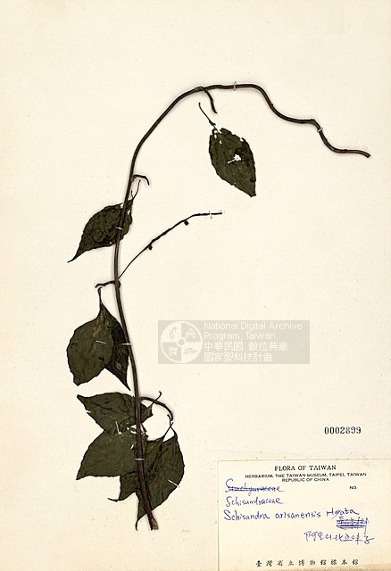 Ʀƪs_l ]TAIM-H002899^<br>ǦWGSchisandra arisanensis Hayata