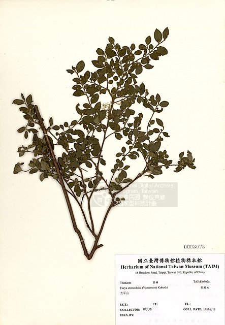 數位典藏國家型科技計畫 內容發展分項計畫 假柃木 Taim H 學名 Eurya Crenatifolia Yamamoto Kobuski