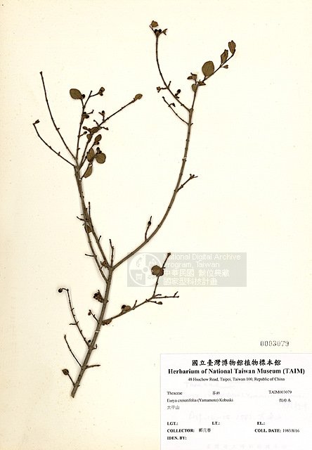 數位典藏國家型科技計畫 內容發展分項計畫 假柃木 Taim H 學名 Eurya Crenatifolia Yamamoto Kobuski