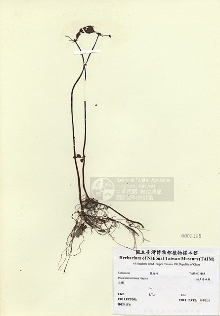 ƦƪuN ]TAIM-H003185^<br>ǦWGPilea brevicornuta Hayata