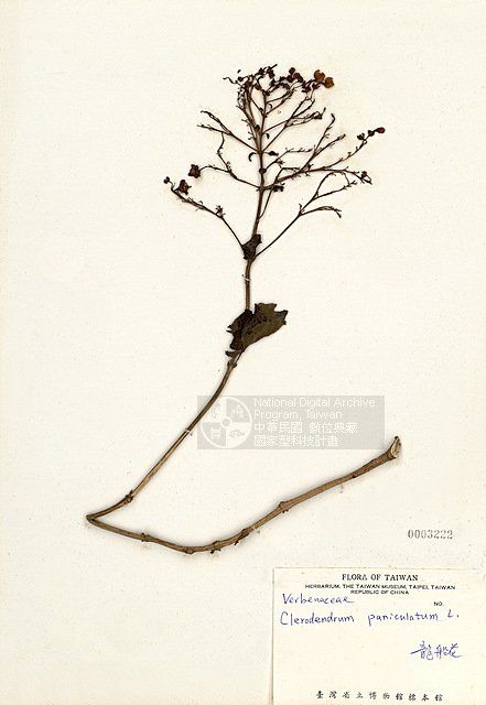 Ʀƪs ]TAIM-H003222^<br>ǦWGClerodendrum paniculatum L.