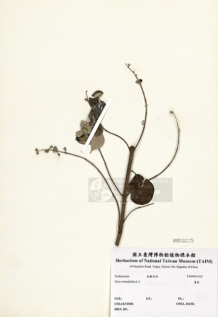 Ʀƪ󽯯l ]TAIM-H003225^<br>ǦWGVitex rotundifolia L.f.