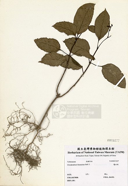 ƦƪsR] ]TAIM-H003227^<br>ǦWGClerodendrum thomsonae Balf. f.