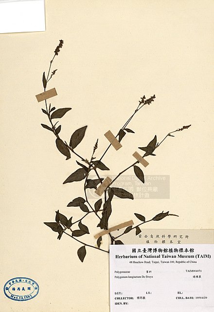 ƦƪJd ]TAIM-H004071^<br>ǦWGPolygonum longisetum De Bruyn