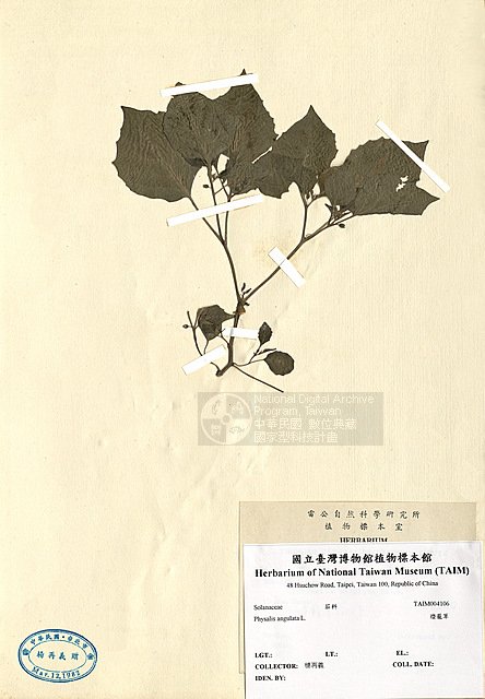 ƦƪOŢ ]TAIM-H004106^<br>ǦWGPhysalis angulata L.