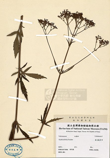 Ʀƪsޯ ]TAIM-H004117^<br>ǦWGPatrinia scabiosifolia Fischer ex Trevir.