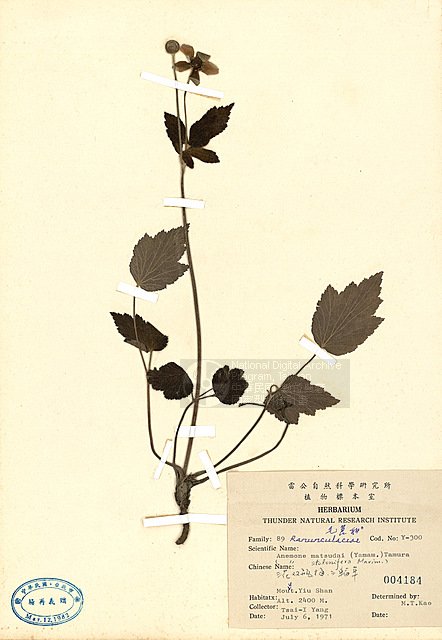 ƦƪT~(pY) ]TAIM-H004184^<br>ǦWGAnemone vitifolia Buch.-Ham. ex DC. subsp. matsudai (Yamamoto) Lai