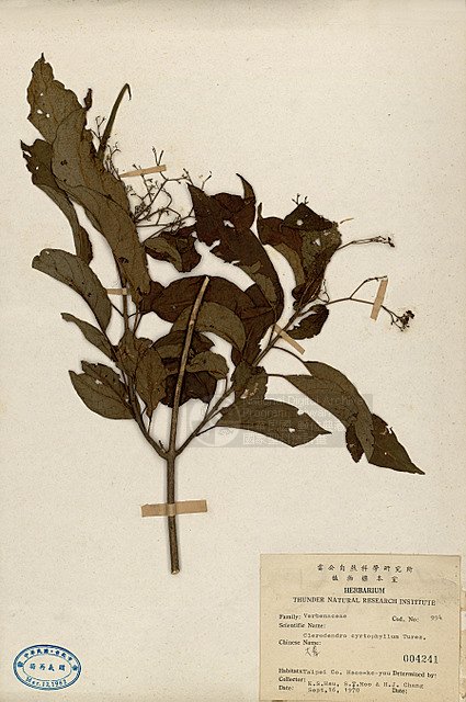 ƦƪjC ]TAIM-H004241^<br>ǦWGClerodendrum cyrtophyllum Turcz.