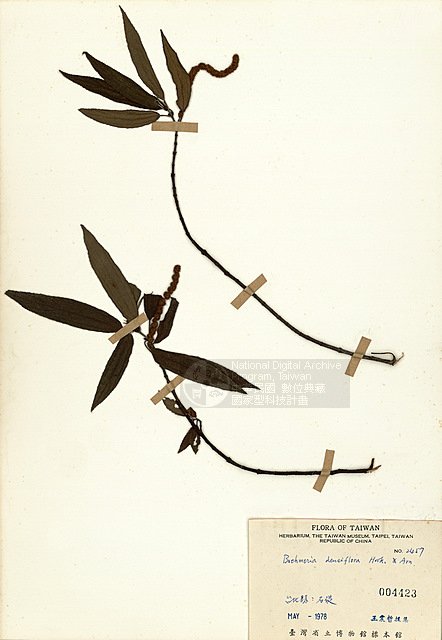 ƦƪKR ]TAIM-H004423^<br>ǦWGBoehmeria densiflora Hook. & Arn.