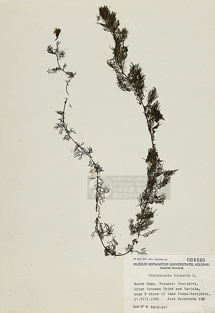 ƦƪWĦ ]TAIM-H004486^<br>ǦWGUtricularia vulgaris L.