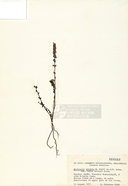 ƦƪEuphrasia stricta D.Wolff ex J.F. Lehm. Var curta (Fries) Jalas. ]TAIM-H004489^<br>ǦWGEuphrasia stricta D.Wolff ex J.F. Lehm. var curta (Fries) Jalas.