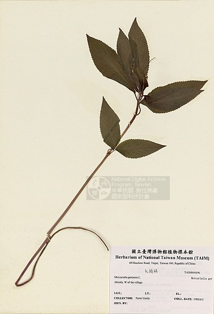 Ʀƪh~ͤsQ ]TAIM-H004496^<br>ǦWGMercurialis perennis L.