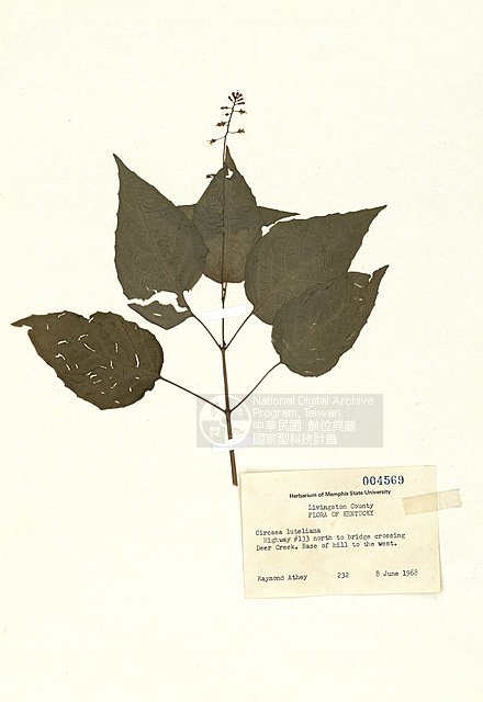 ƦƪCircaea lutetiana L. ]TAIM-H004569^<br>ǦWGCircaea lutetiana L.