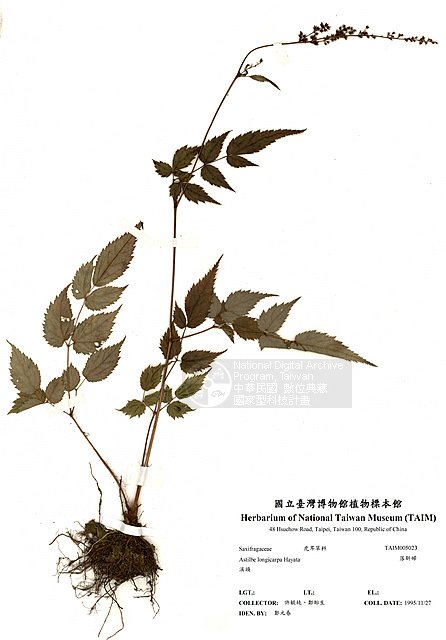 Ʀƪ󸨷s ]TAIM-H005023^<br>ǦWGAstilbe longicarpa (Hayata) Hayata