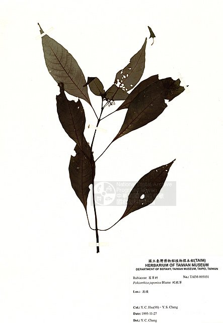 ƦƪDگ ]TAIM-H005031^<br>ǦWGOphiorrhiza japonica Blume