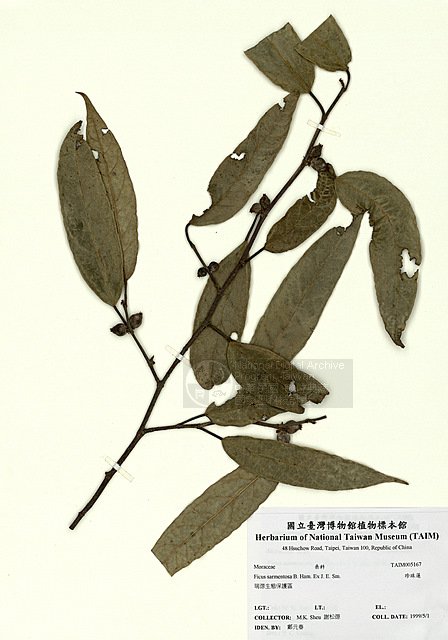 Ʀƪï] ]TAIM-H005167^<br>ǦWGFicus sarmentosa B. Ham. ex J. E. Sm. var. nipponica (Fr. & Sav.) Corner