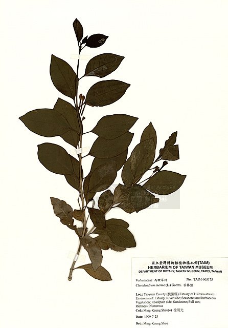 ƦƪWLL ]TAIM-H005175^<br>ǦWGClerodendrum inerme (L.) Gaertn.