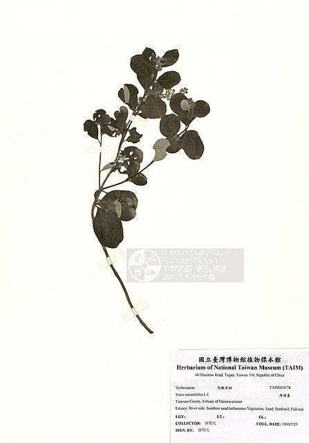 ƦƪH ]TAIM-H005178^<br>ǦWGVitex rotundifolia L.f.